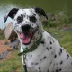 Trello profile picture for @betsy