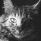 Trello profile picture for @hal