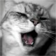 Trello profile picture for @whee