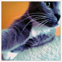 Trello profile picture for @bracket