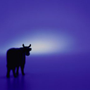 Trello profile picture for @lid