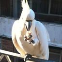 Trello profile picture for @justine