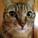 Trello profile picture for @dahlia