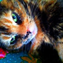 Trello profile picture for @katiey