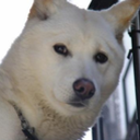 Trello profile picture for @howl