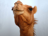 Trello profile picture for @backer