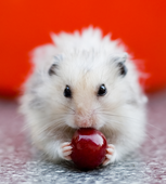 Trello profile picture for @running