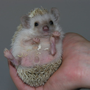 Trello profile picture for @marshal