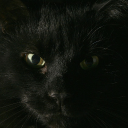Trello profile picture for @ftc