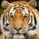 Trello profile picture for @philong