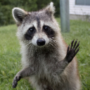 Trello profile picture for @lotti