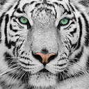 Trello profile picture for @optic
