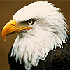 Trello profile picture for @tolerated