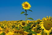 Trello profile picture for @sunflowers