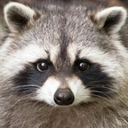Trello profile picture for @antibiotic