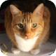 Trello profile picture for @griffin